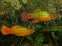 Variable Platyfish photo 4