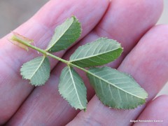 Rosa nitidula