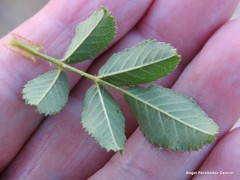 Rosa nitidula
