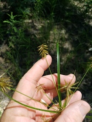 Cyperus hystricinus