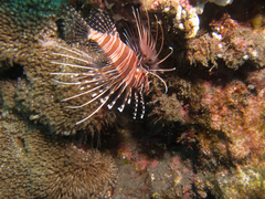 Pterois antennata