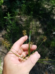 Cyperus hystricinus