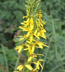 Ligularia stenocephala