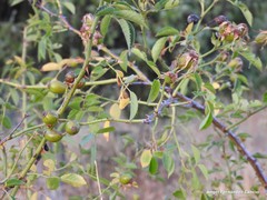 Rosa squarrosa