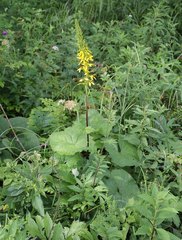 Ligularia stenocephala