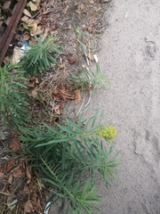 Euphorbia virgata