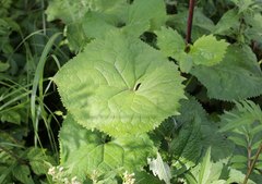 Ligularia stenocephala