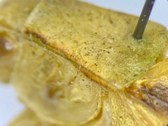 Amblycorypha carinata