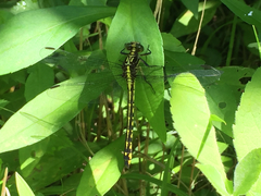 Stylurus amnicola