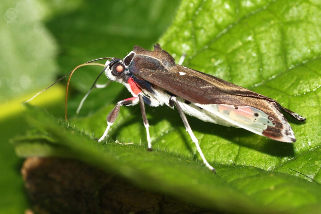 Bertholdia crocea