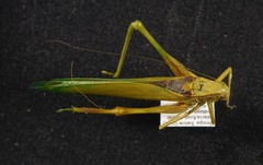 Amblycorypha carinata