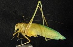 Amblycorypha carinata