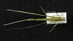 Arethaea ambulator
