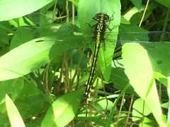 Stylurus amnicola