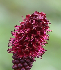 Sanguisorba longifolia