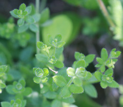 Galium californicum