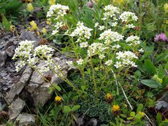 Golden Drop (Onosma)