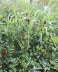 Sanguisorba longifolia