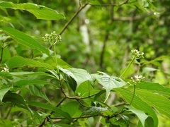 Eumachia microdon