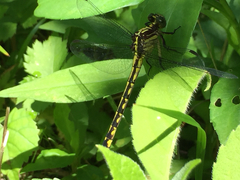 Stylurus amnicola