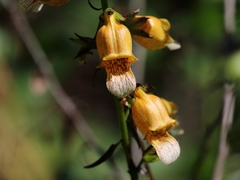 Digitalis laevigata
