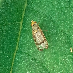 Sphenella marginata
