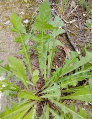 Taraxacum officinale