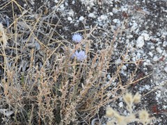 Jasione sessiliflora