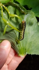 Mamestra configurata