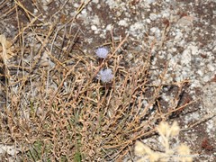 Jasione sessiliflora