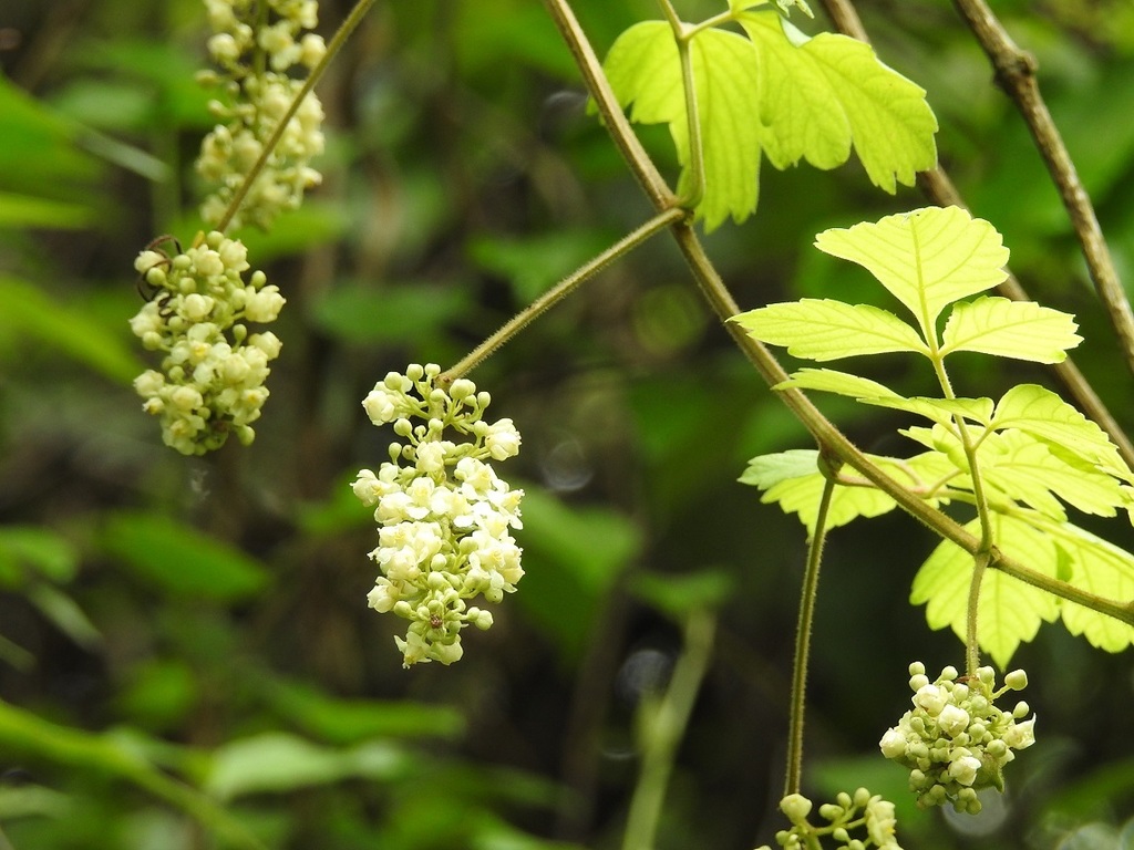 Paullinia costata