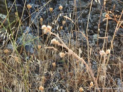 Petrorhagia prolifera