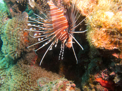 Pterois antennata