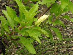 Eremogeton grandiflorus