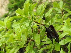 Eremogeton grandiflorus