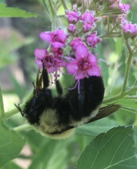 Bombus bimaculatus