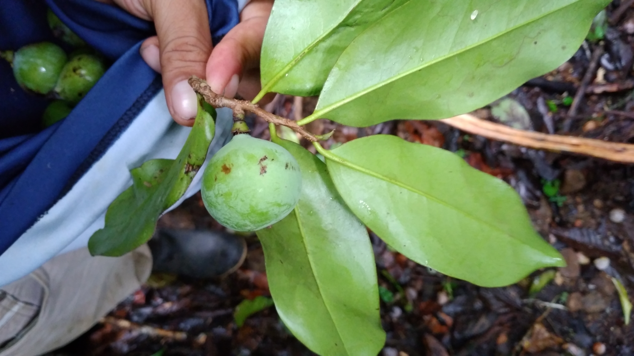 Imagem de Pleodendron costaricense