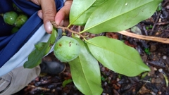 Pleodendron costaricense