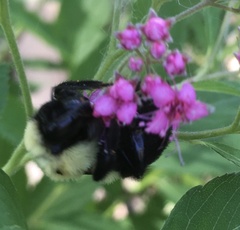 Bombus bimaculatus