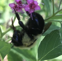 Bombus bimaculatus