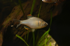 Rhodeus sinensis