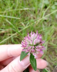 Trifolium pratense