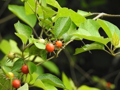 Lycianthes lenta