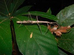 Lobolibethra