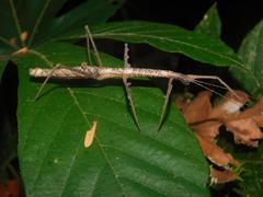 Lobolibethra