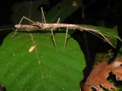 Lobolibethra