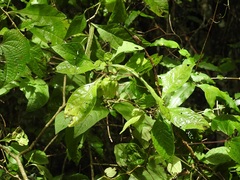 Physalis solanacea