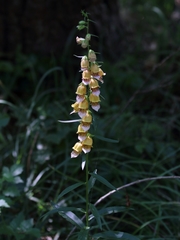 Digitalis laevigata