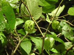 Physalis solanacea
