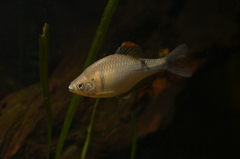 Rhodeus sinensis